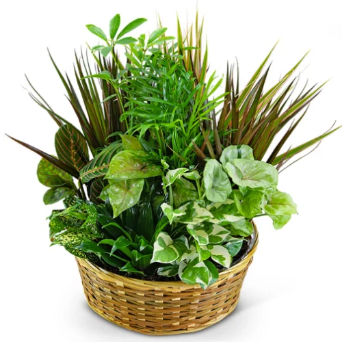 basket of green plants arranged into a garden by clayton florist