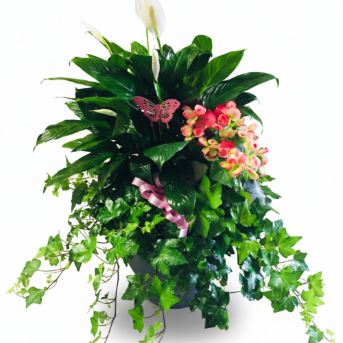 The Butterfly Planter Garden from The Florist at Plantation features lush greenery, a white peace lily, orchids, ivy, a pink butterfly decoration, and ribbon in a dark container. Ideal for flower delivery in Clayton NC. Presented on a white background.