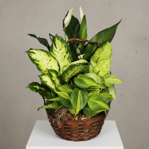 The Green Plant Basket Garden features assorted green leafy plants with variegated and solid leaves in a wicker basket, displayed on a white pedestal against a plain gray background—an elegant choice from your Clayton florist.