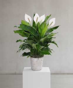 Peace Lily Plant Basket