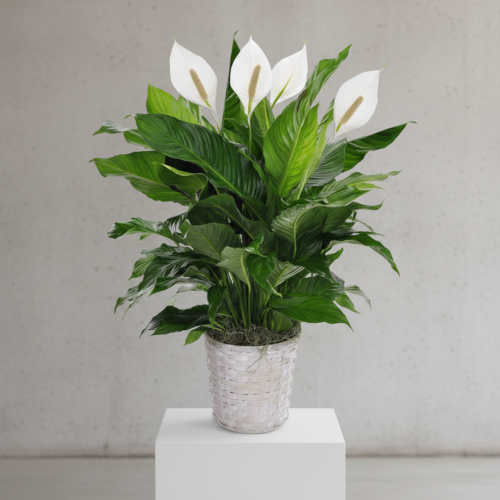 A Peace Lily Plant Basket from The Florist at Plantation, featuring dark green leaves and five white blooms, sits on a white pedestal against a plain light gray background.