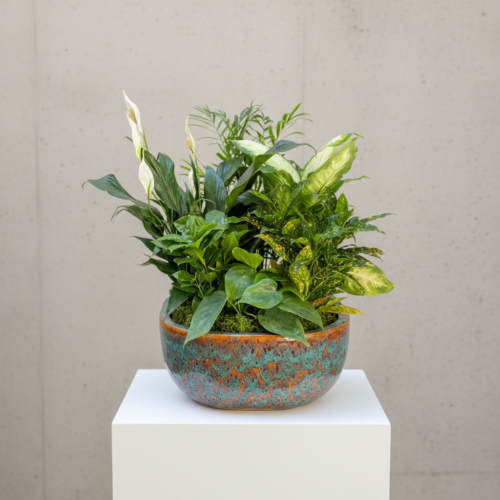 The Ceramic Dish Garden from The Florist at Plantation, featuring assorted green leafy indoor plants in a ceramic pot, sits on a white pedestal against a plain, light-colored wall.
