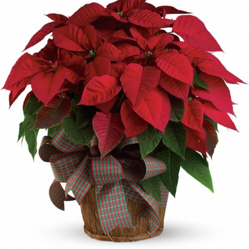 The Holiday Poinsettia Basket features vibrant red poinsettia leaves, lush green foliage, and a festive red and green plaid ribbon—an ideal gift from your local florist in Clayton.