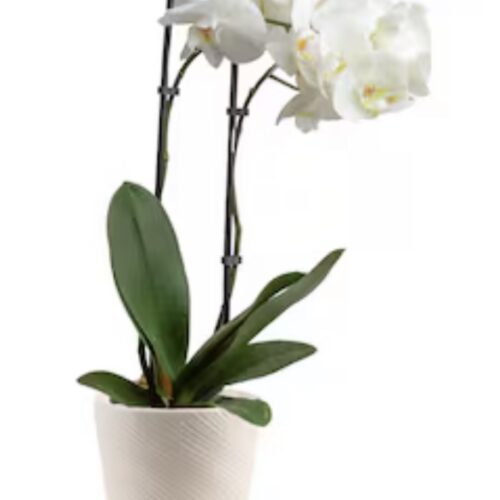 The Pure White Orchid features elegant white blooms and green leaves in a textured cream pot—an ideal choice from The Florist at Plantation, your trusted Clayton NC florist.
