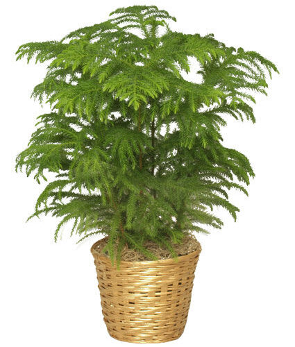 The Norfolk Island Pine Tree features feathery green branches in a light brown woven basket, set against a white background—available from your trusted local florist in Clayton.