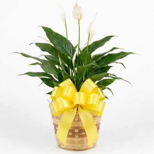 6inch Peace Lily Plant