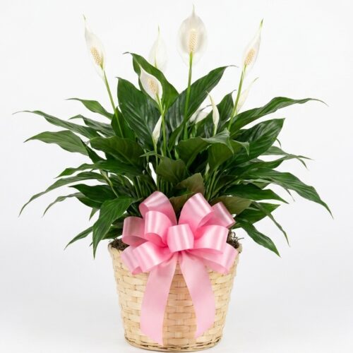 8in Peace Lily Plant