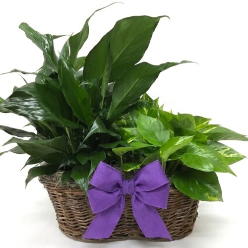 Double Plant Basket
