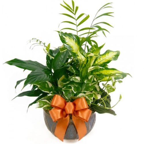 Medium Ceramic Dish Garden