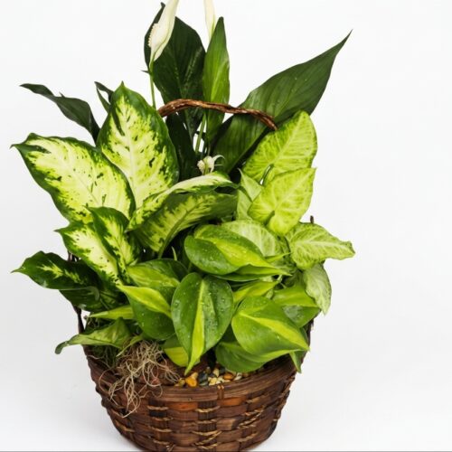 Large Basket Dish Garden