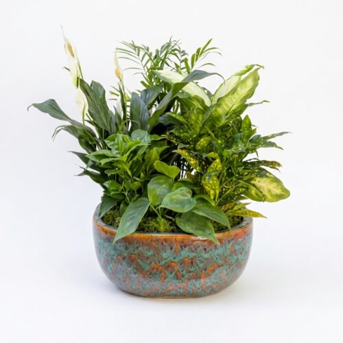 Large Ceramic Dish Garden