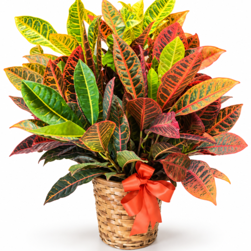8in Croton Plant