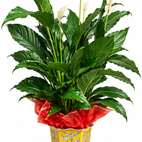8in Peace Lily in Ceramic