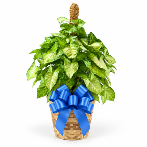 Green Pole Plant